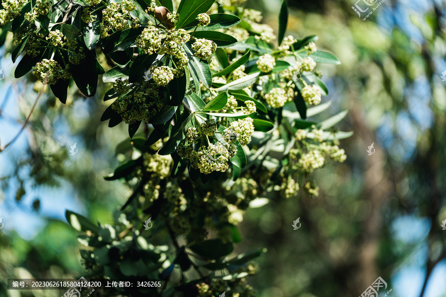 糖胶树开花的特写镜头