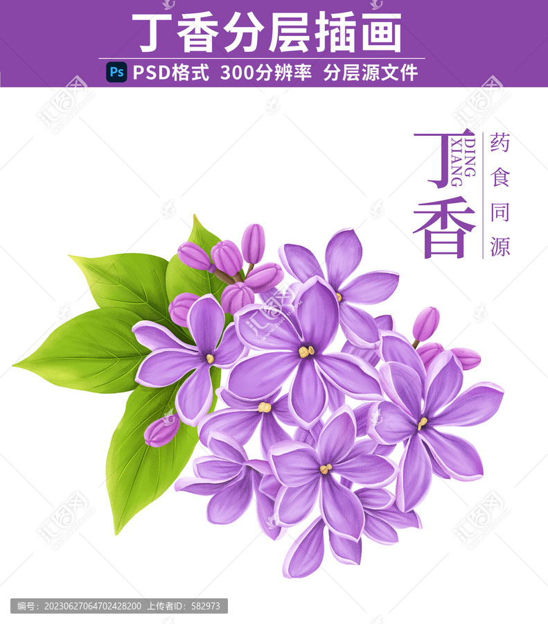 丁香插畫