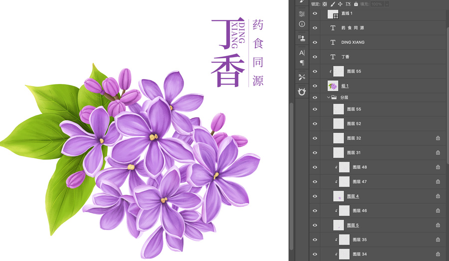 丁香插畫