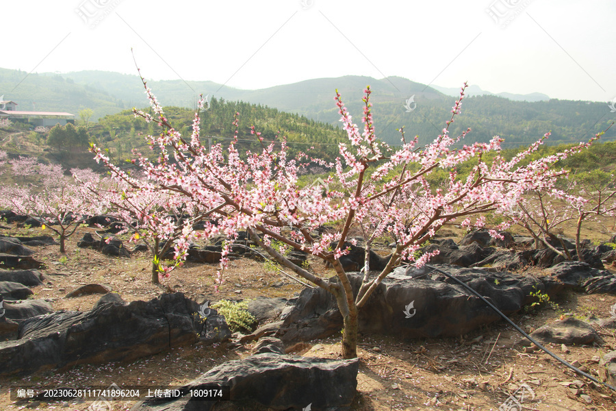 桃花树