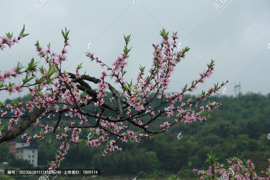 桃花树