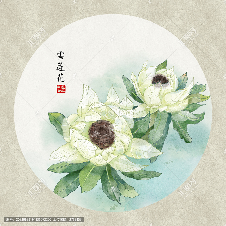 雪蓮花