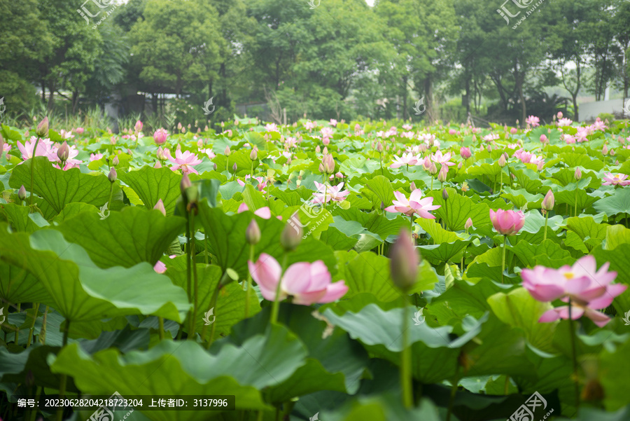 荷花池