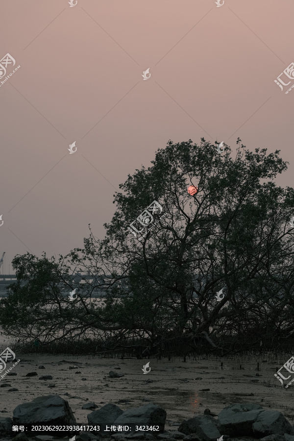 深圳西湾红树林公园日落