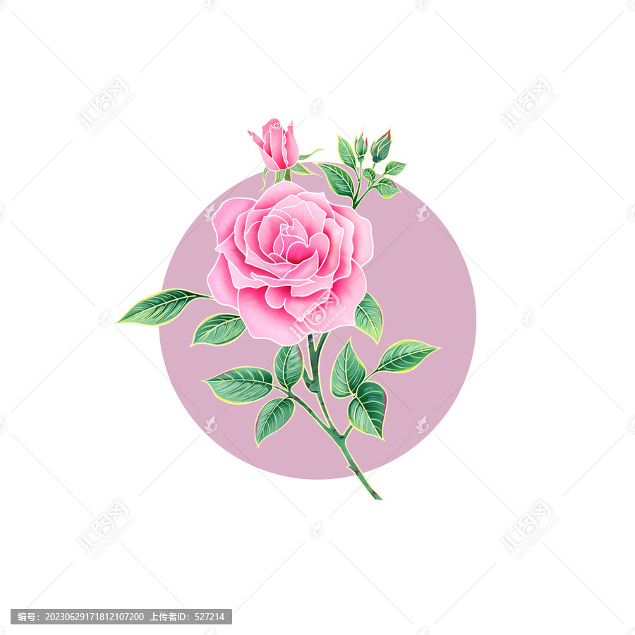 玫瑰花