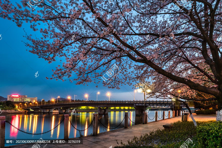 浙江义乌夜景樱花城市风光