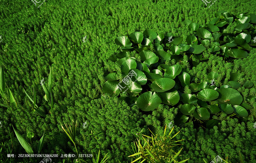 水草