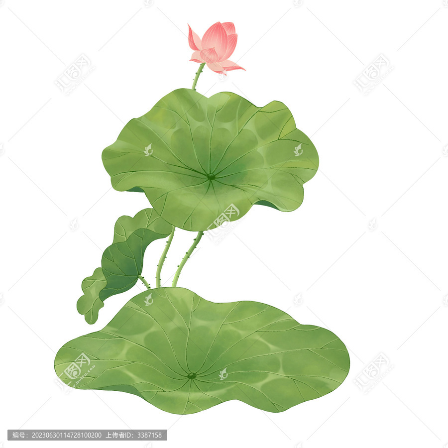 荷葉荷花