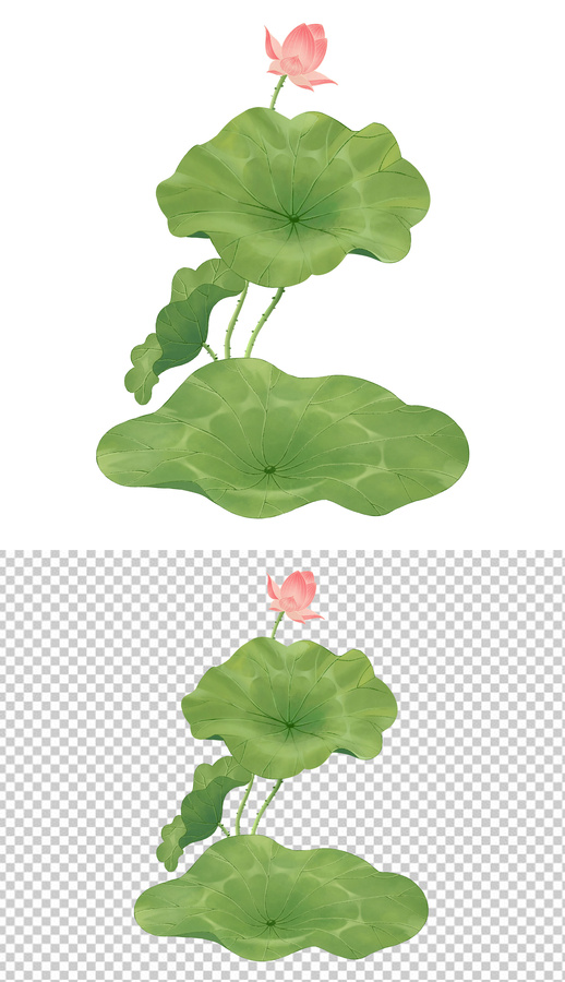 荷葉荷花
