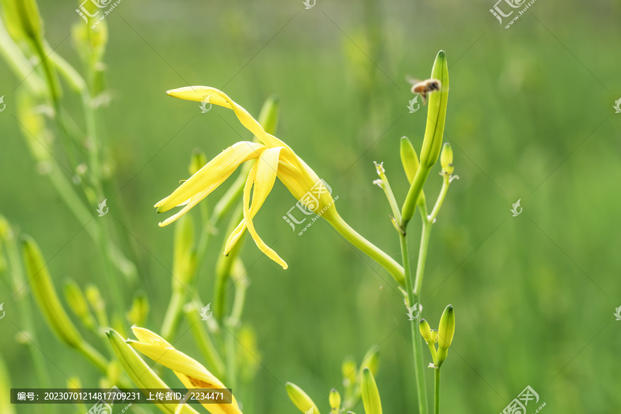 金针黄花菜