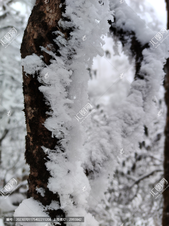 雪景