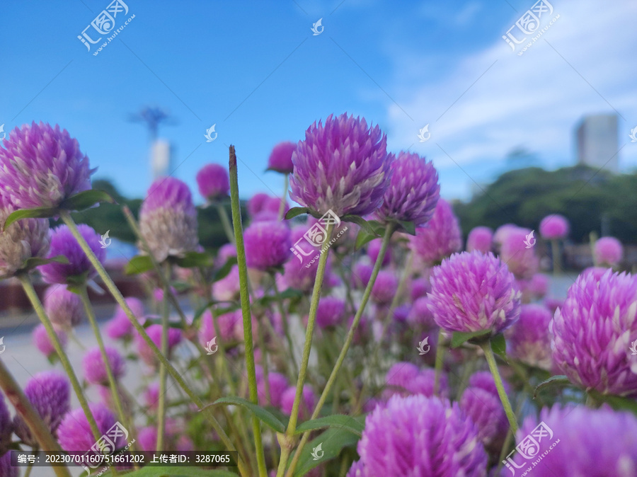 紫色小花朵