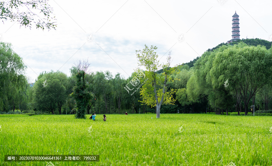 晴空下绿油油的稻田