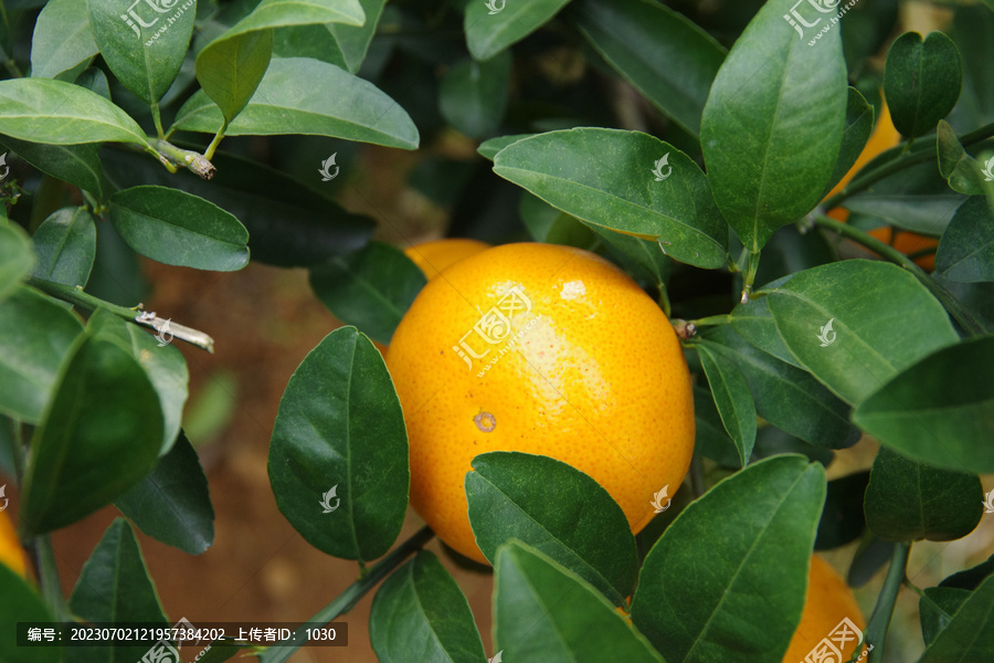 农产品柑橘