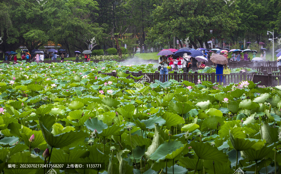 深圳洪湖公园荷塘荷花风景