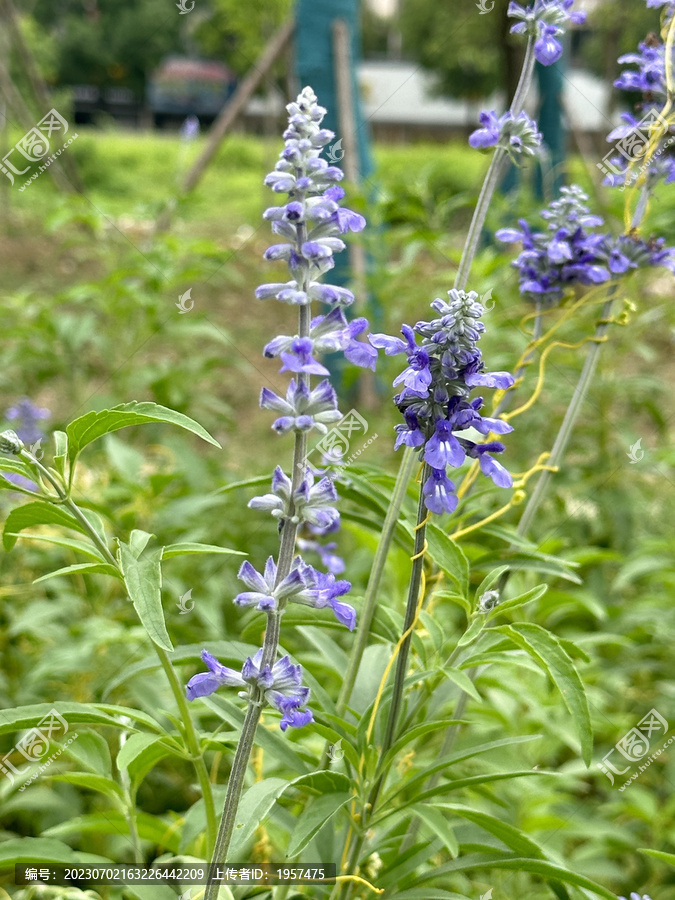 马鞭花