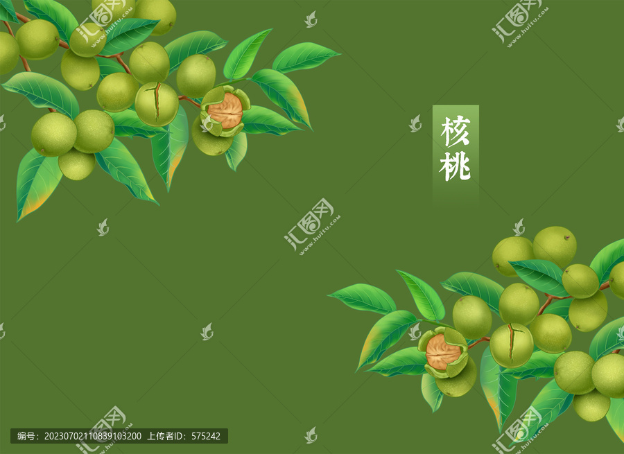手繪核桃插畫