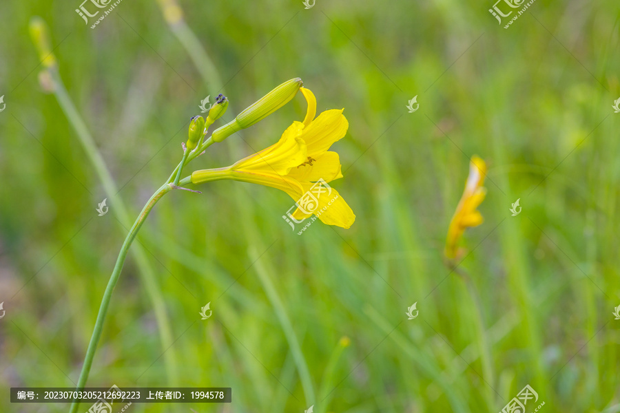 黄花