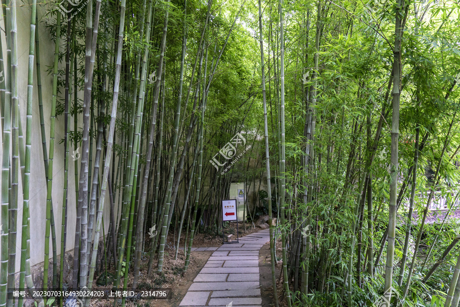 竹林小路