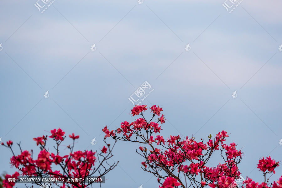 杜鹃花映山红图片素材