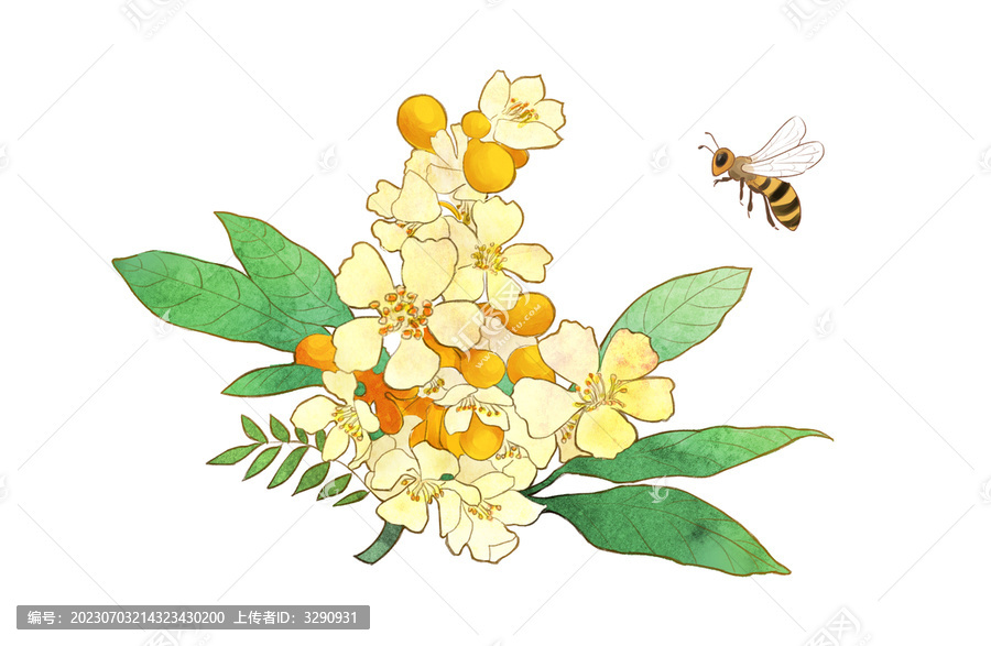 水彩琵琶花蜜蜂插畫
