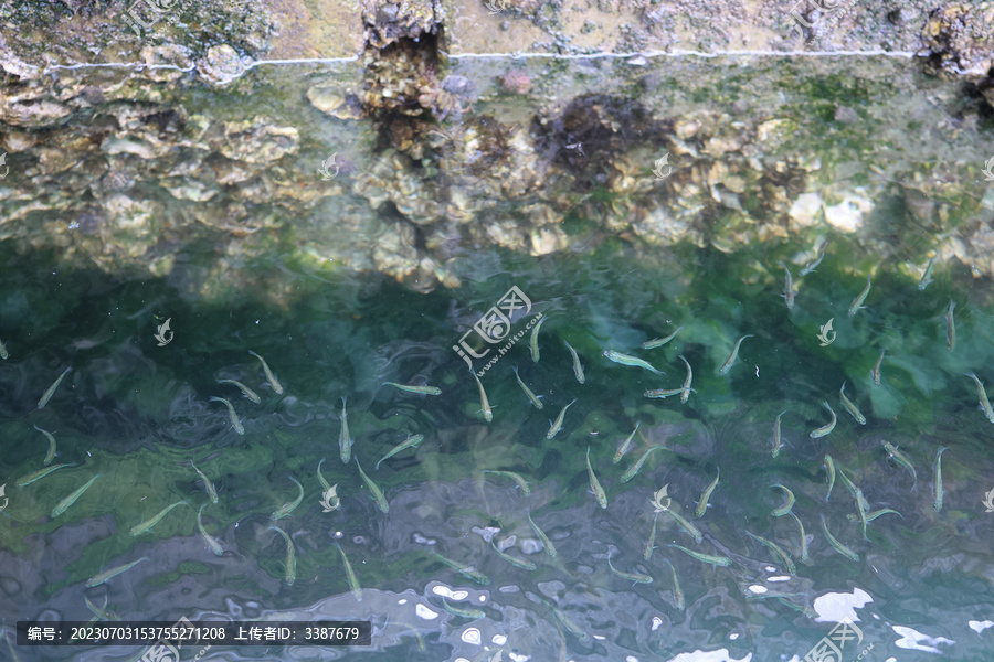 海浪中鱼儿贝壳深海水波浪波