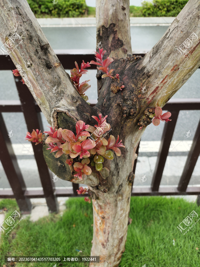 紫荆花嫩叶