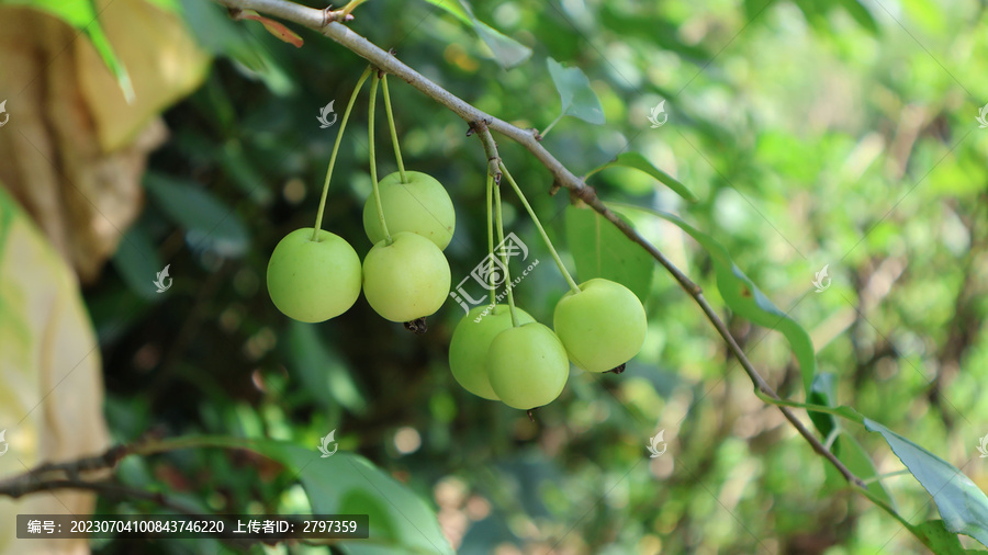 野苹果