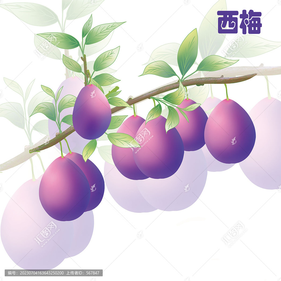手繪西梅包裝插畫