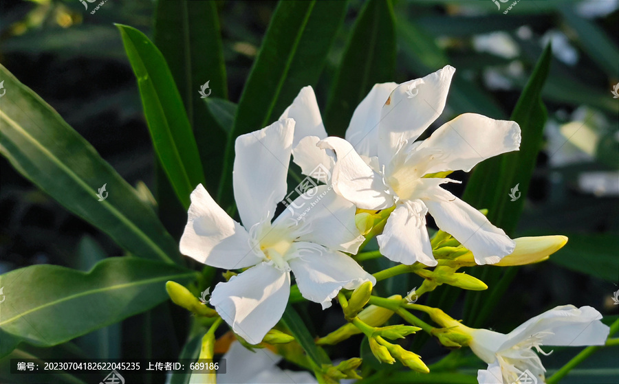 白玉兰花