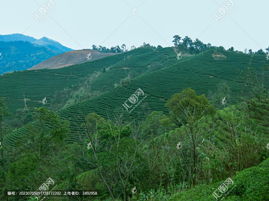 茶叶茶树茶山茶场绿色生态