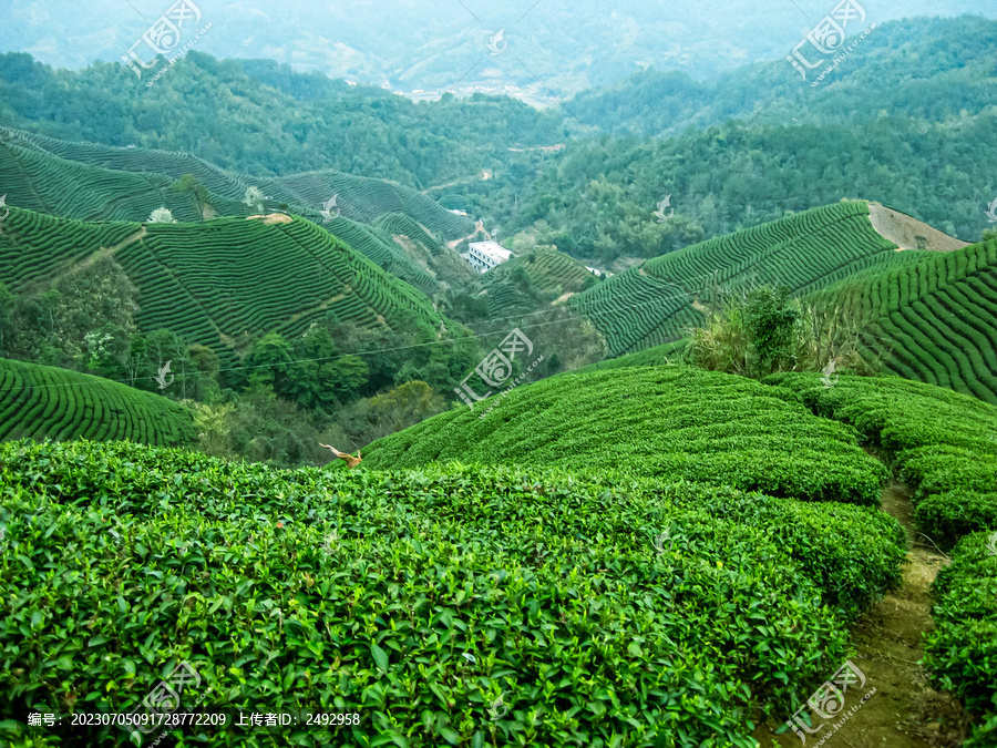 茶叶茶树茶山茶场绿色生态