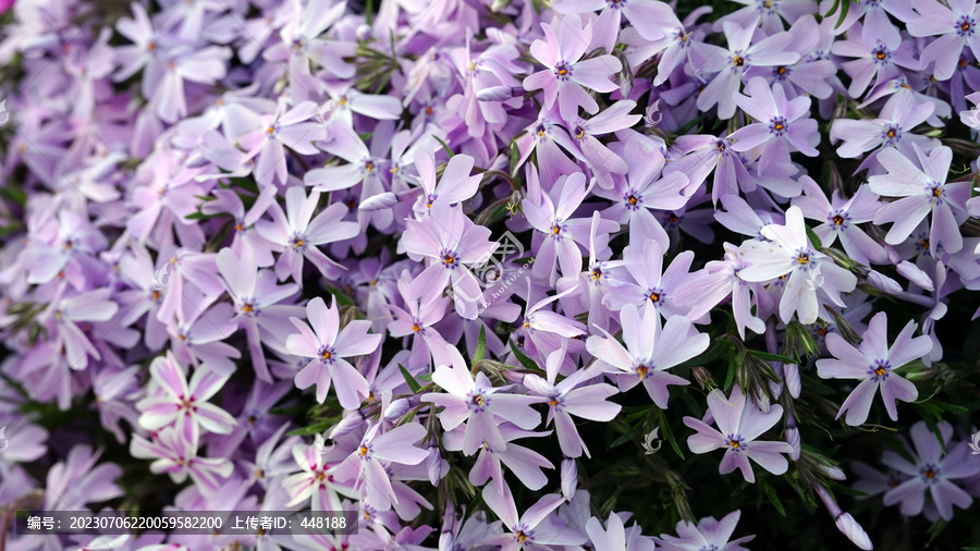 芝樱花