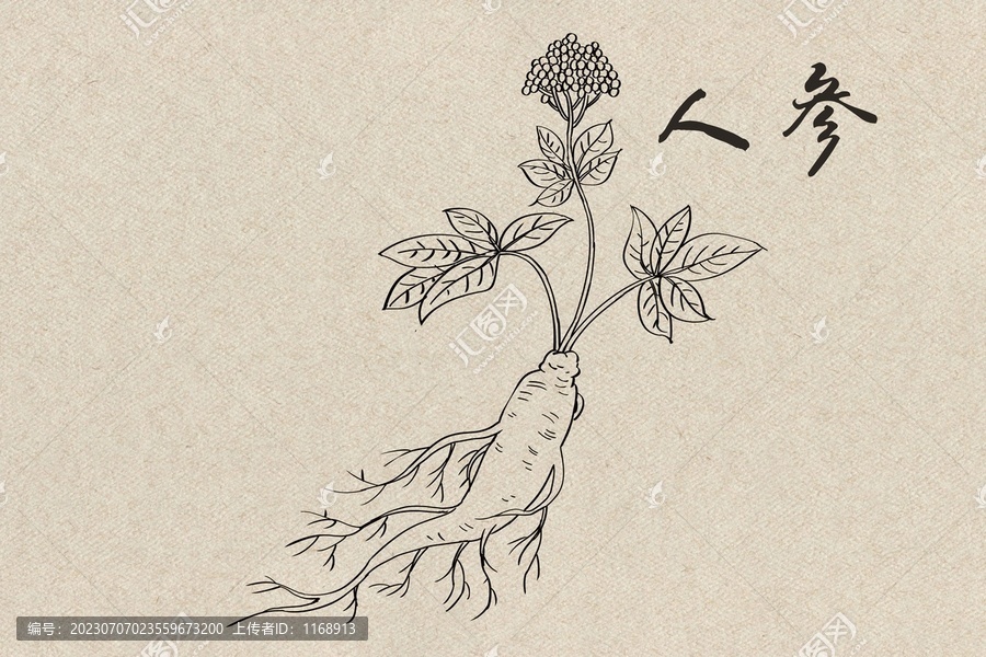 人參插畫