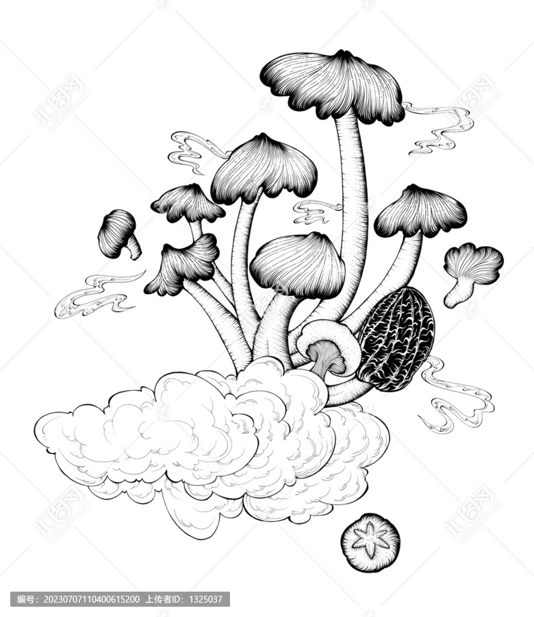 云南野生菌雞樅菌牛肝菌