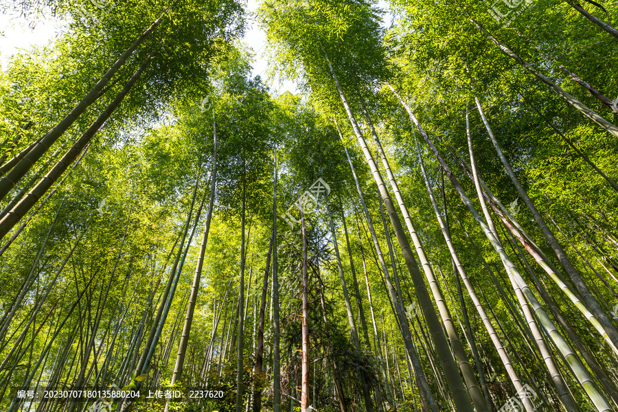 竹林