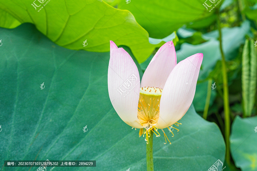 莲花特写