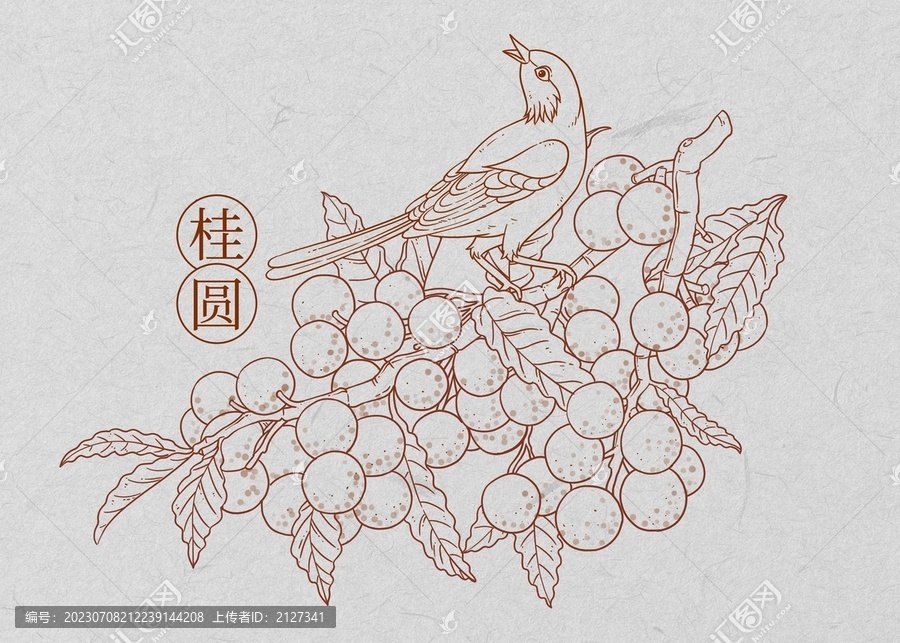 桂圓線描