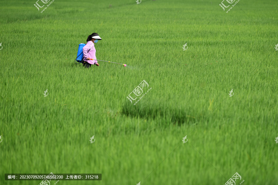 稻田打农药
