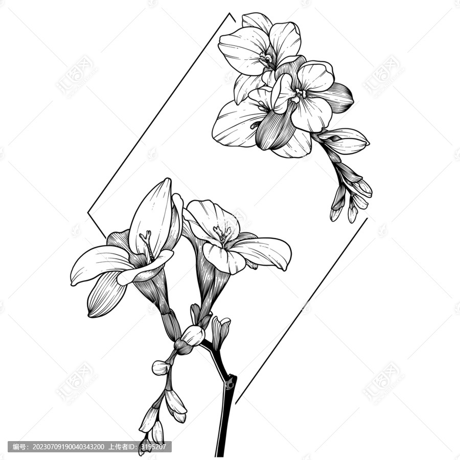 線描花卉系列之香雪蘭