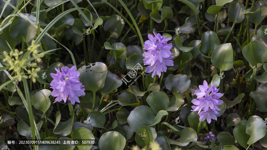 水葫芦花