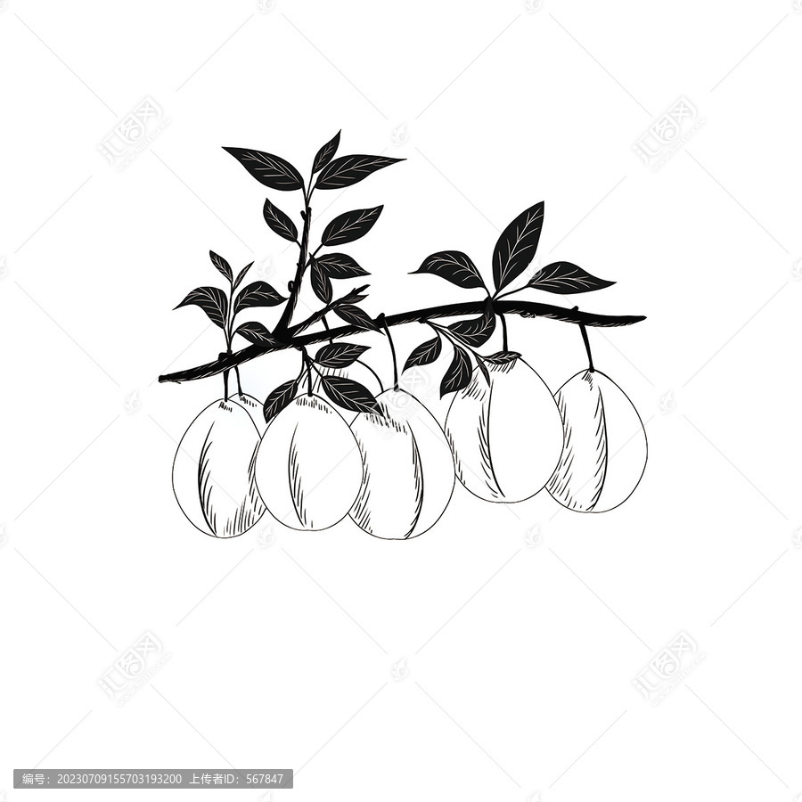 西梅黑白線描