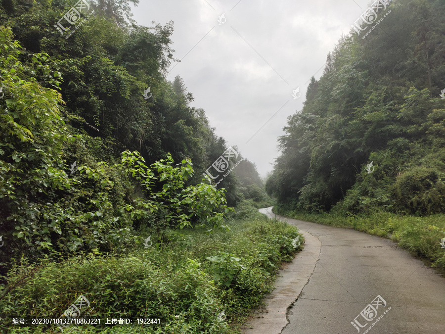 公路与森林植被