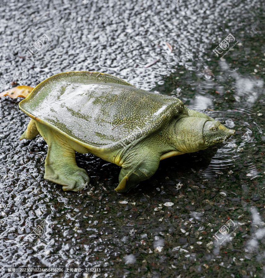 水鱼