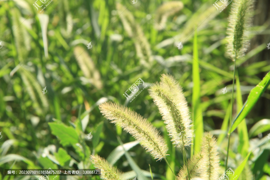 阳光下的狗尾巴草