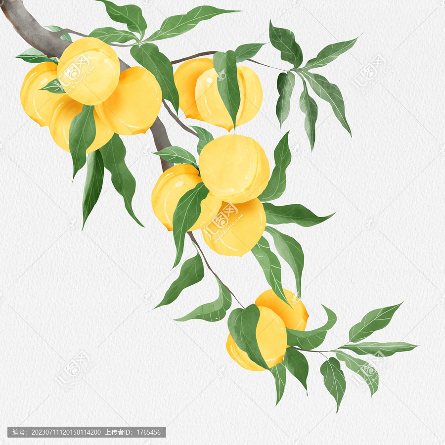 黃桃包裝插畫(huà)