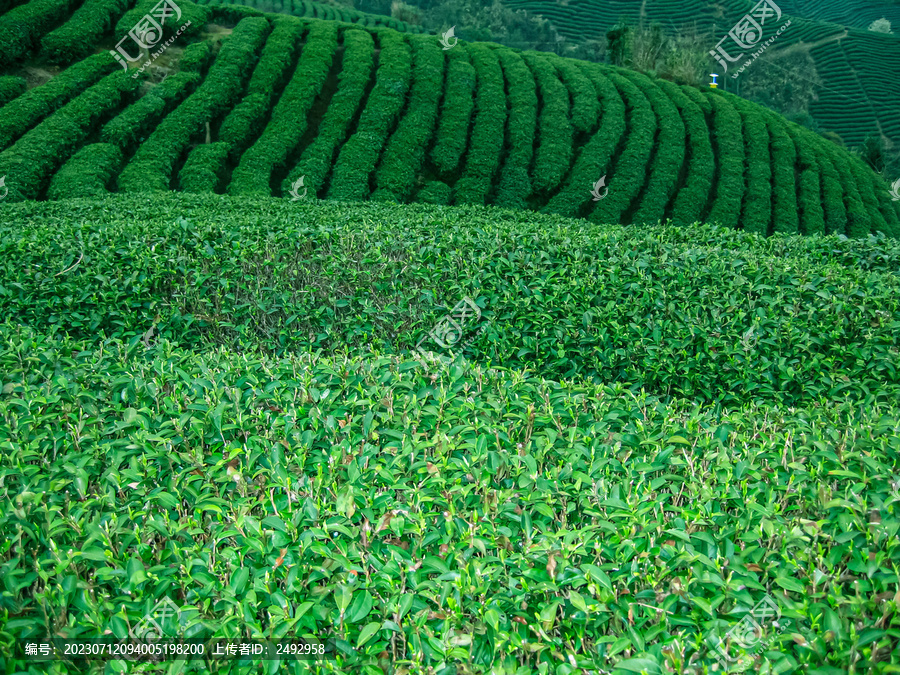 茶叶茶园茶山茶场绿色生态