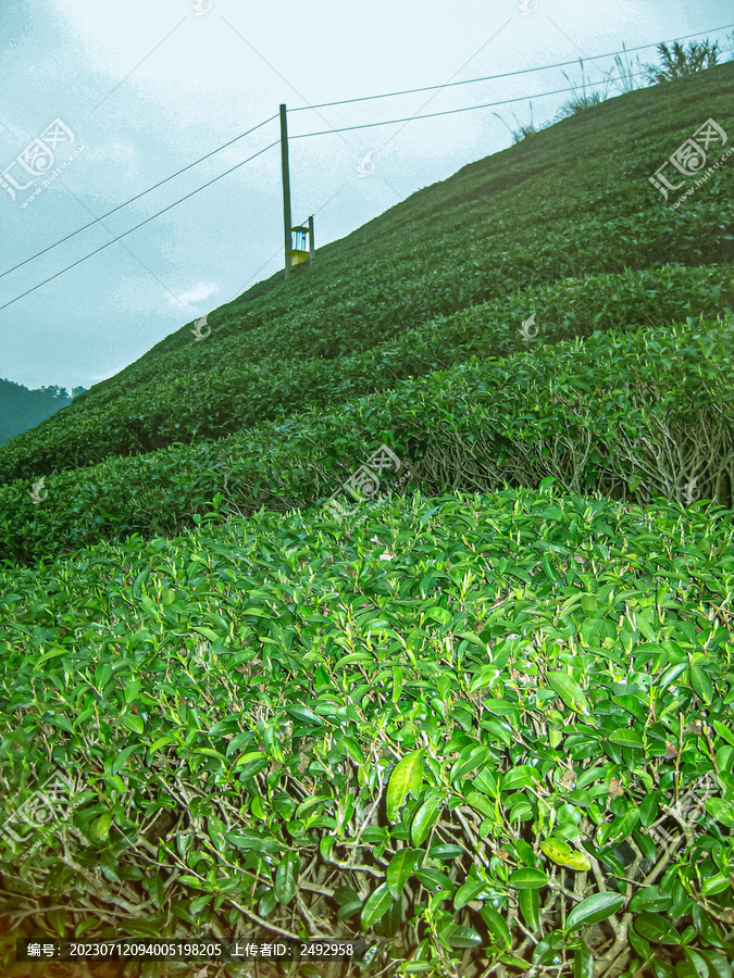 茶叶茶园茶山茶场绿色生态
