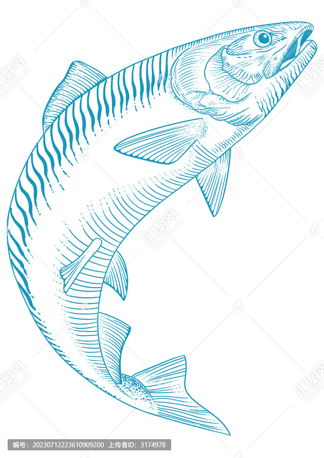 魚線稿