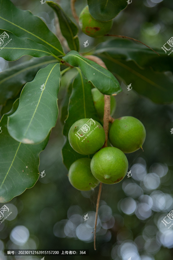 澳洲堅(jiān)果